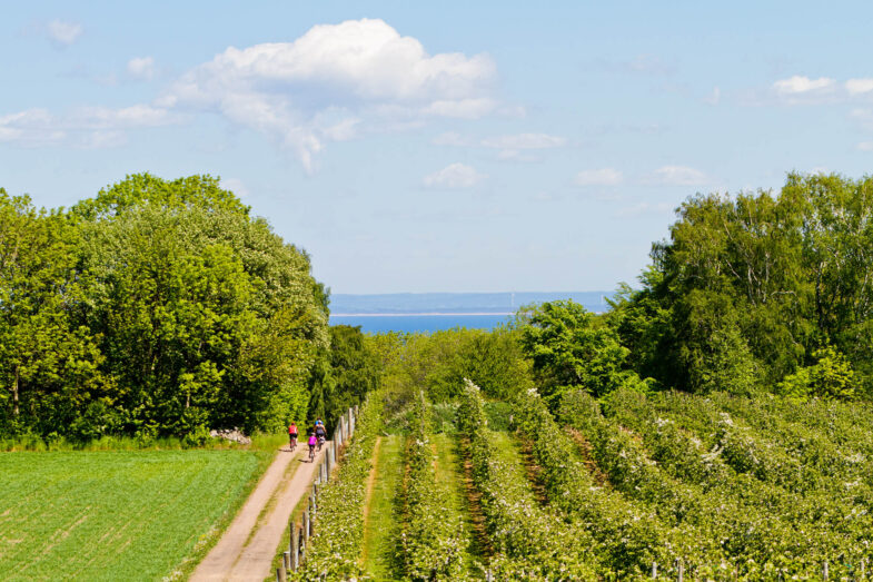 Cyklister vid äppelodling i Kattvik