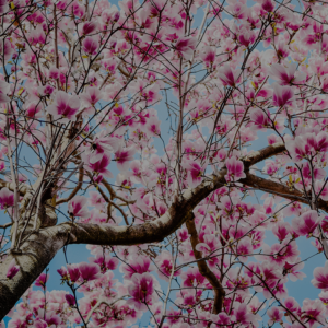 blommande magnolia båstad vår