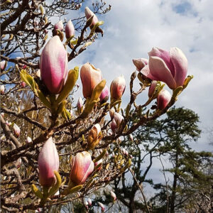 magnolia vår norrviken